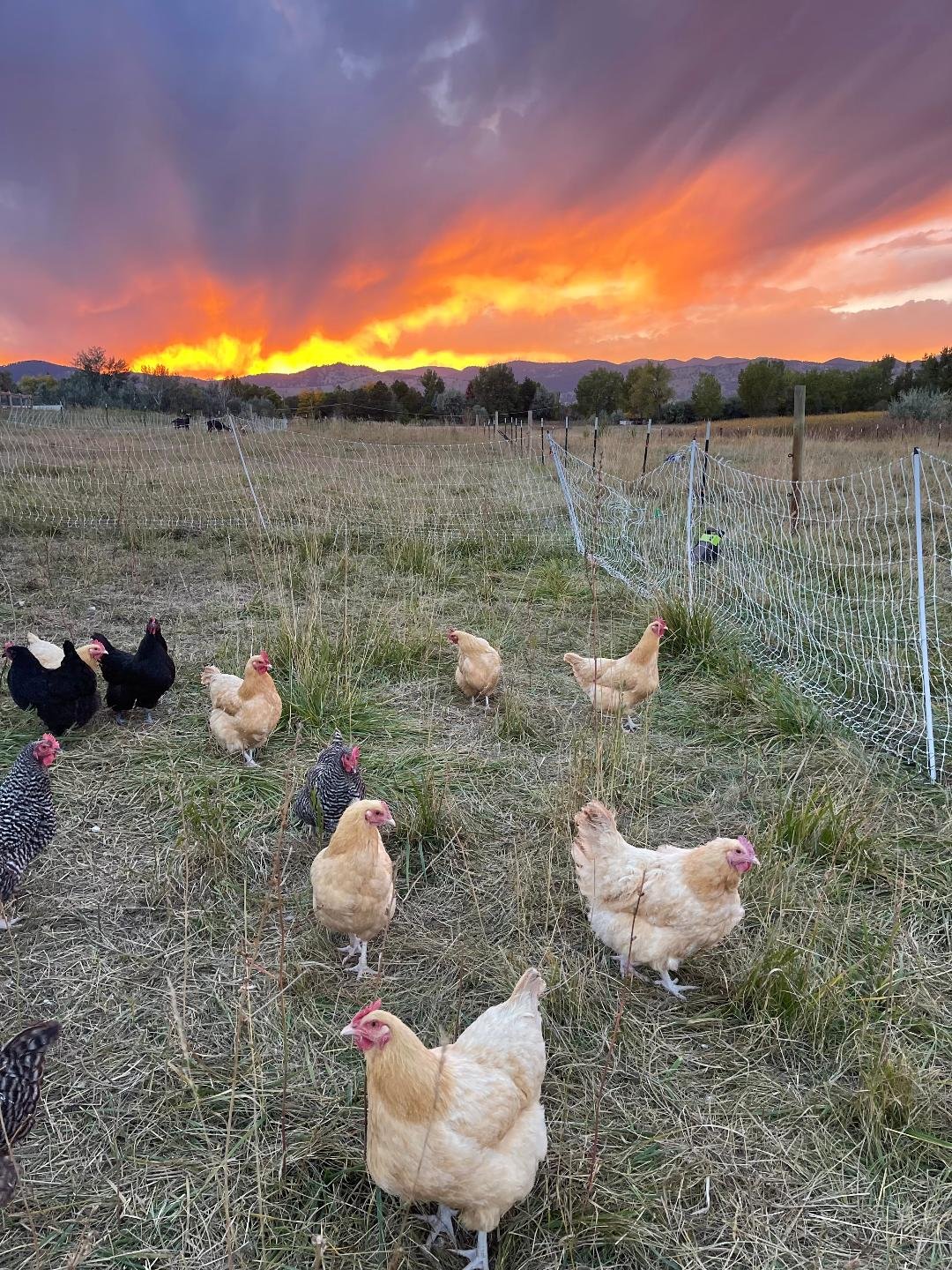 sunsetchickens.jpg